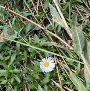 Erigeron karvinskianus at Acton, ACT - 12 Apr 2022 01:14 PM