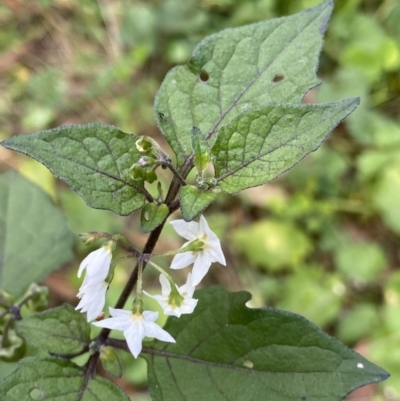 Solanum nigrum (Black Nightshade) at Acton, ACT - 12 Apr 2022 by NedJohnston