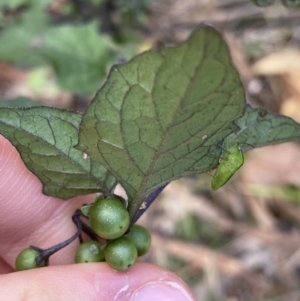 Solanum nigrum at Acton, ACT - 12 Apr 2022