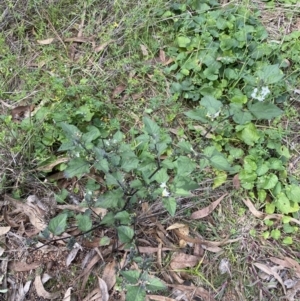 Solanum nigrum at Acton, ACT - 12 Apr 2022
