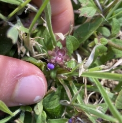 Prunella vulgaris (Self-heal, Heal All) at Acton, ACT - 12 Apr 2022 by NedJohnston