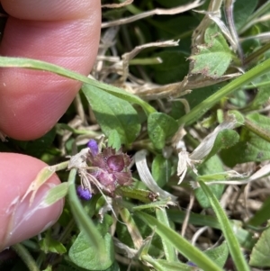 Prunella vulgaris at Acton, ACT - 12 Apr 2022