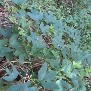 Passiflora cinnabarina at Acton, ACT - 12 Apr 2022