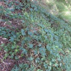 Passiflora cinnabarina at Acton, ACT - 12 Apr 2022