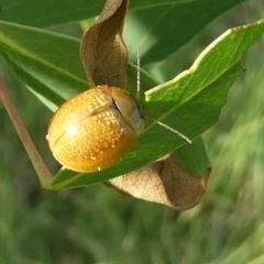 Paropsisterna cloelia (Eucalyptus variegated beetle) at Flea Bog Flat to Emu Creek Corridor - 12 Apr 2022 by JohnGiacon