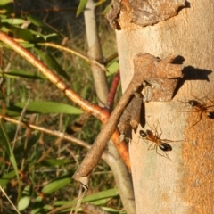 Camponotus consobrinus (Banded sugar ant) at Flea Bog Flat to Emu Creek Corridor - 11 Apr 2022 by JohnGiacon