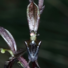 Acianthus exsertus (Large Mosquito Orchid) at Acton, ACT - 12 Apr 2022 by jb2602