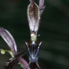 Acianthus exsertus (Large mosquito orchid) at Acton, ACT - 12 Apr 2022 by jb2602