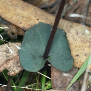 Acianthus exsertus at Acton, ACT - 12 Apr 2022