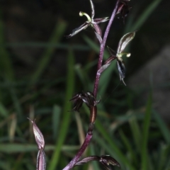 Acianthus exsertus at Acton, ACT - 12 Apr 2022