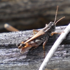 Brachyexarna lobipennis (Stripewinged meadow grasshopper) at QPRC LGA - 1 Apr 2022 by Steve_Bok
