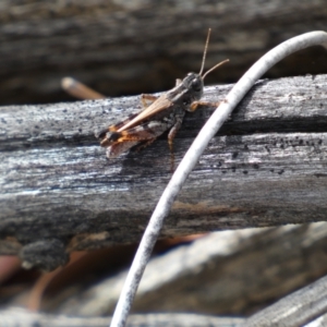 Brachyexarna lobipennis at Jerrabomberra, NSW - 1 Apr 2022
