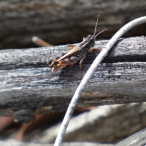 Brachyexarna lobipennis at Jerrabomberra, NSW - 1 Apr 2022