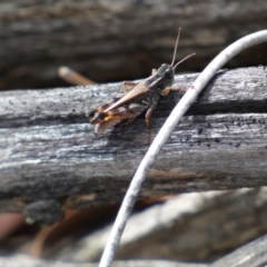 Brachyexarna lobipennis at Jerrabomberra, NSW - 1 Apr 2022