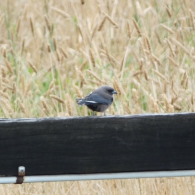 Artamus cyanopterus cyanopterus (Dusky Woodswallow) at Burra, NSW - 4 Apr 2022 by Steve_Bok