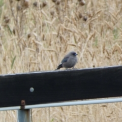 Artamus cyanopterus at Burra, NSW - 4 Apr 2022