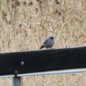 Artamus cyanopterus at Burra, NSW - 4 Apr 2022