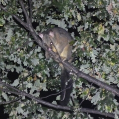 Trichosurus vulpecula (Common Brushtail Possum) at QPRC LGA - 8 Apr 2022 by Steve_Bok