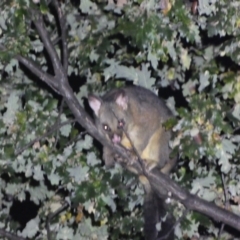 Trichosurus vulpecula at Jerrabomberra, NSW - suppressed