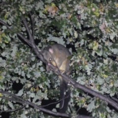 Trichosurus vulpecula at Jerrabomberra, NSW - 9 Apr 2022