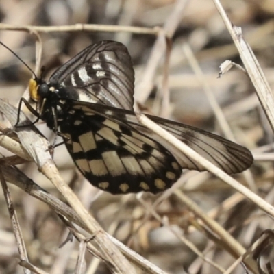 Acraea andromacha (Glasswing) at ANBG - 12 Apr 2022 by AlisonMilton