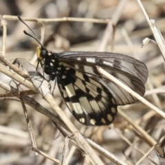 Acraea andromacha at Acton, ACT - 12 Apr 2022