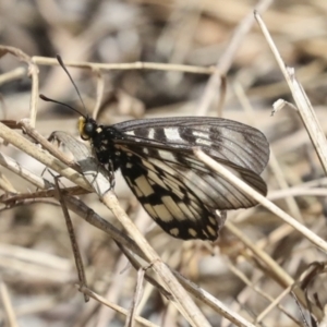 Acraea andromacha at Acton, ACT - 12 Apr 2022