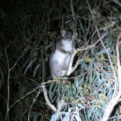 Pseudocheirus peregrinus (Common Ringtail Possum) at Mount Jerrabomberra QP - 11 Apr 2022 by Steve_Bok