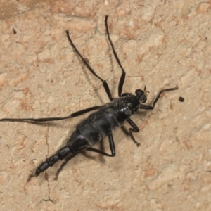 Boreoides subulatus at Higgins, ACT - 12 Apr 2022 08:23 AM