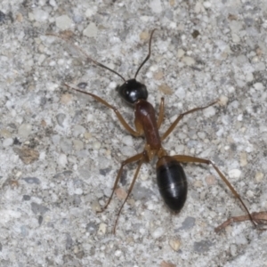 Camponotus consobrinus at Higgins, ACT - 12 Apr 2022 08:29 AM