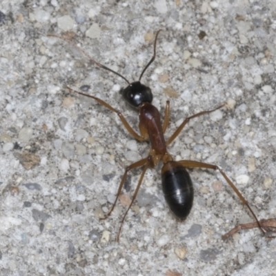 Camponotus consobrinus (Banded sugar ant) at Higgins, ACT - 11 Apr 2022 by AlisonMilton