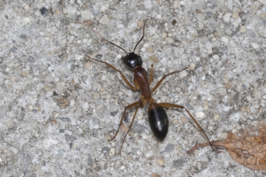 Camponotus consobrinus at Higgins, ACT - 12 Apr 2022