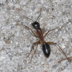 Camponotus consobrinus (Banded sugar ant) at Higgins, ACT - 11 Apr 2022 by AlisonMilton