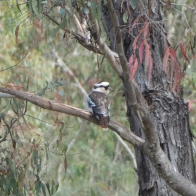 Dacelo novaeguineae (Laughing Kookaburra) at Paddys River, ACT - 12 Apr 2022 by Steve_Bok