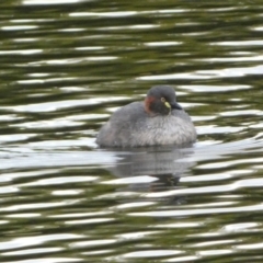 Tachybaptus novaehollandiae (Australasian Grebe) at Fadden, ACT - 12 Apr 2022 by Steve_Bok