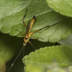 Xanthopimpla sp. (genus) (A yellow Ichneumon wasp) at Higgins, ACT - 11 Apr 2022 by AlisonMilton
