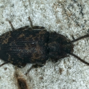 Dipsaconia pyritosa at Acton, ACT - 12 Apr 2022