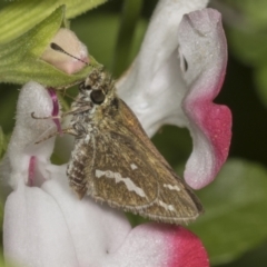 Taractrocera papyria (White-banded Grass-dart) at Higgins, ACT - 12 Apr 2022 by AlisonMilton