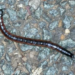 Scolopendra laeta (Giant Centipede) at Acton, ACT - 12 Apr 2022 by jb2602