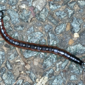 Scolopendra laeta at Acton, ACT - 12 Apr 2022