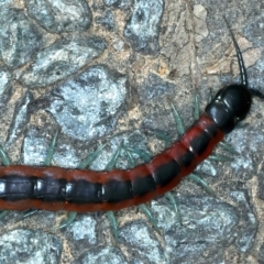 Scolopendra laeta at Acton, ACT - 12 Apr 2022