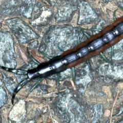 Scolopendra laeta at Acton, ACT - 12 Apr 2022