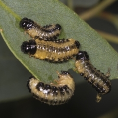 Paropsis atomaria (Eucalyptus leaf beetle) at Acton, ACT - 12 Apr 2022 by AlisonMilton