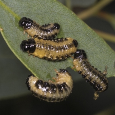 Paropsis atomaria (Eucalyptus leaf beetle) at Acton, ACT - 12 Apr 2022 by AlisonMilton