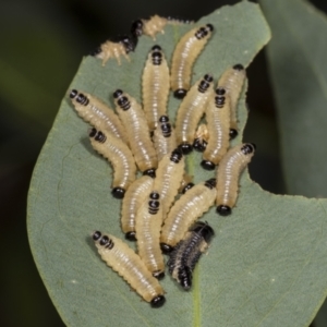 Paropsis atomaria at Acton, ACT - 12 Apr 2022