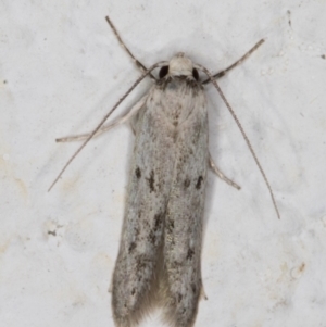 Oecophoridae provisional species 2 at Melba, ACT - 4 Mar 2022 12:00 AM