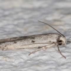 Oecophoridae provisional species 2 at Melba, ACT - 4 Mar 2022 12:00 AM