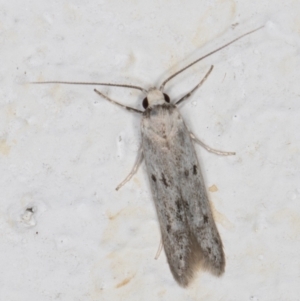 Oecophoridae provisional species 2 at Melba, ACT - 4 Mar 2022 12:00 AM