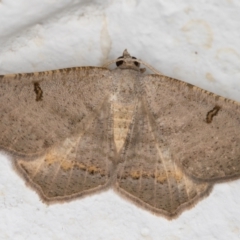 Dissomorphia australiaria (Dashed Geometrid, Ennominae) at Melba, ACT - 4 Mar 2022 by kasiaaus