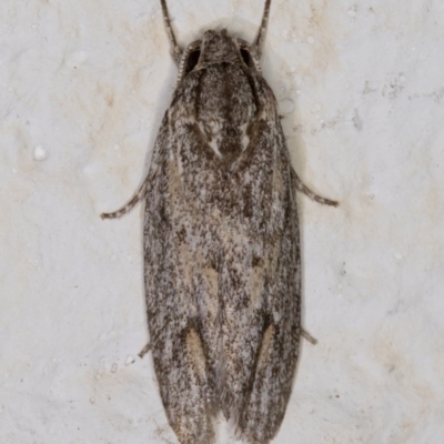 Agriophara (genus) (A Flat-bodied moth (Stenomatinae, Depressariidae)) at Melba, ACT - 4 Mar 2022 by kasiaaus